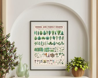 Vintage Plant Morphology Poster |  Plant Anatomy Educational Poster | Plant Posters for Classrooms | Vintage Botanical School Chart