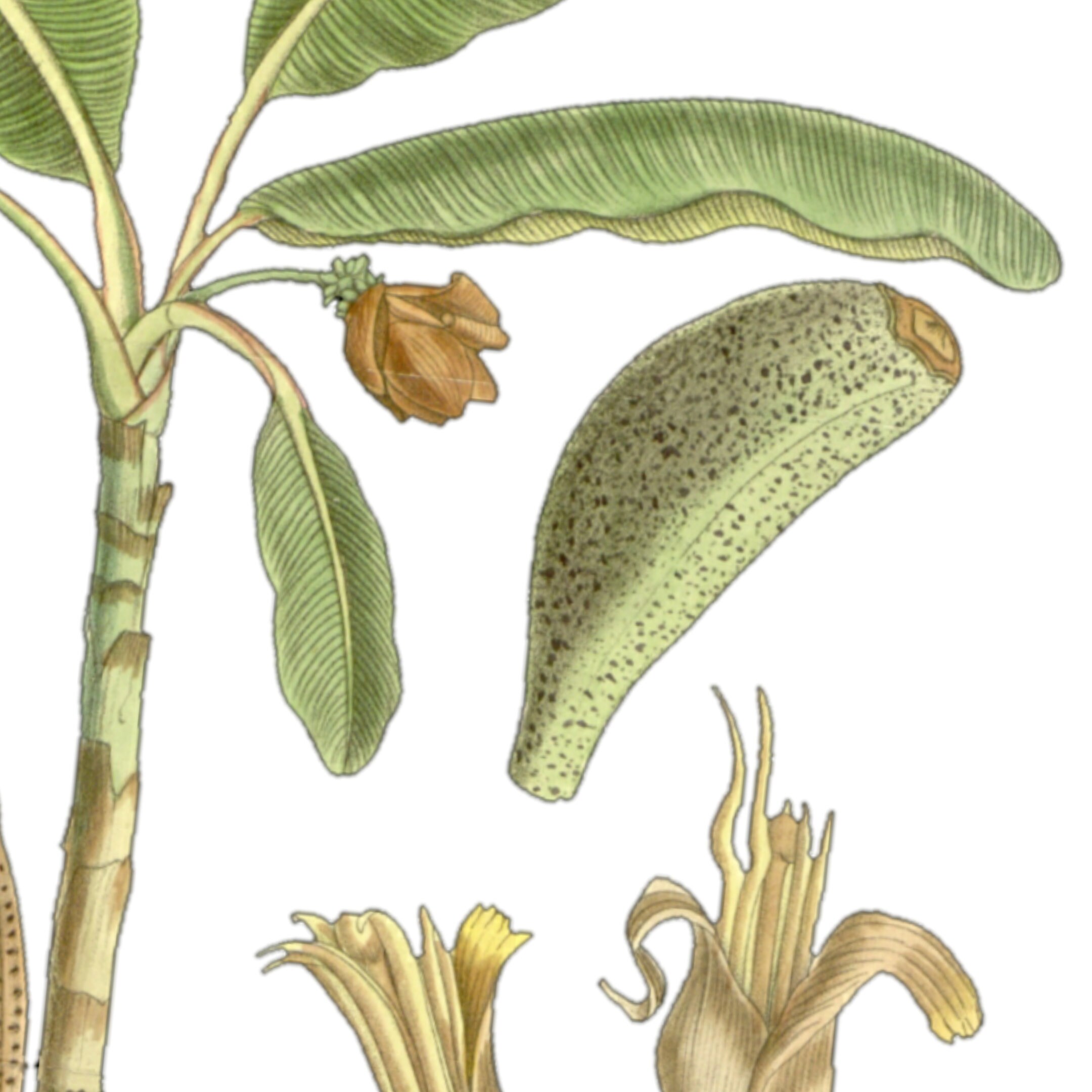 Banana Tree Vintage Botanical Printable - Etsy