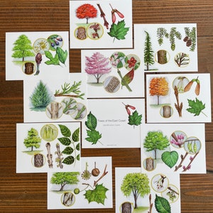 Tree ID Cards/East Coast/ Outdoor education/Native Trees/Tree Identification Cards / Outdoor School/Watercolor/Illustrated/