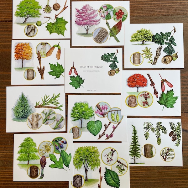 Tree Identification Cards for Beginners: A Simple and Easy Way to Learn About the Trees of the Midwest