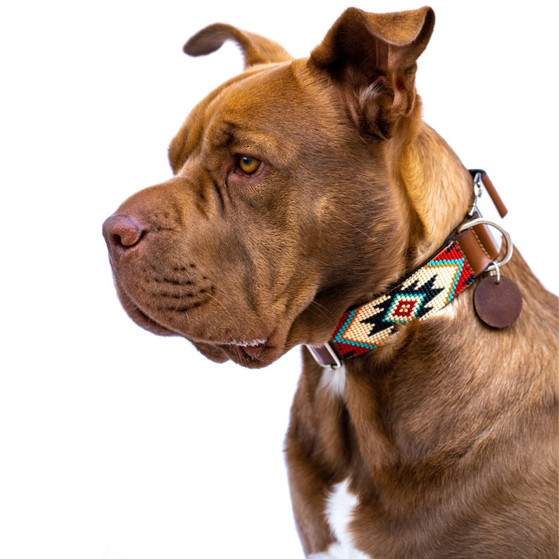 Pode incluir: Um c&atilde;o marrom e branco com uma coleira de contas com um padr&atilde;o do sudoeste. A coleira tem um suporte de couro marrom e uma fivela de prata. O c&atilde;o est&aacute; olhando para a esquerda do quadro.