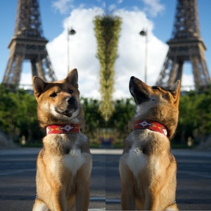 Red dog collar with Brazilian glass beads image 5