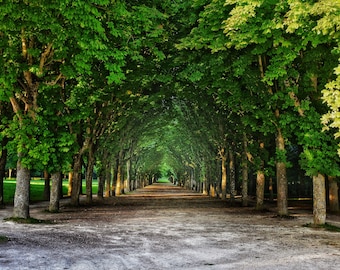 Tree Avenue, Fontainebleau | France| Hotel Décor | Restaurant Décor | Europe Travel Photography