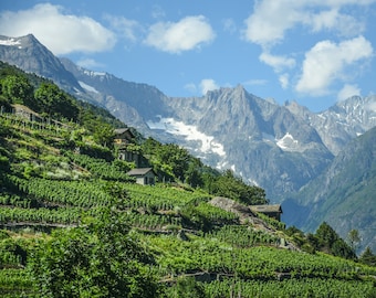 Valais Vineyards | Wallis Switzerland Landscape | Swiss Alps Mountains | Hotel Décor | Restaurant Décor | Travel Photography | Fine Art