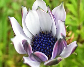 Purple Flower | White Flora | Abstract | Closeup Macro | Nature Photography | Fine Art | Hotel Decor | Restaurant Decor