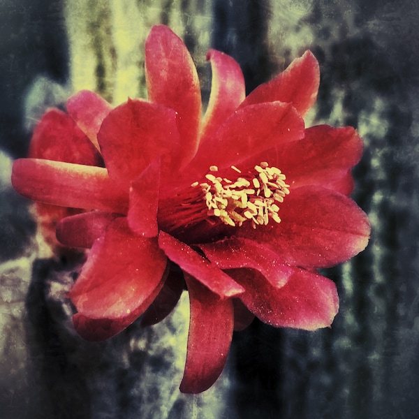 Cactus Flower | Flora | Closeup Macro | Abstract | Nature Photography | Fine Art | Hotel Decor | Restaurant Decor