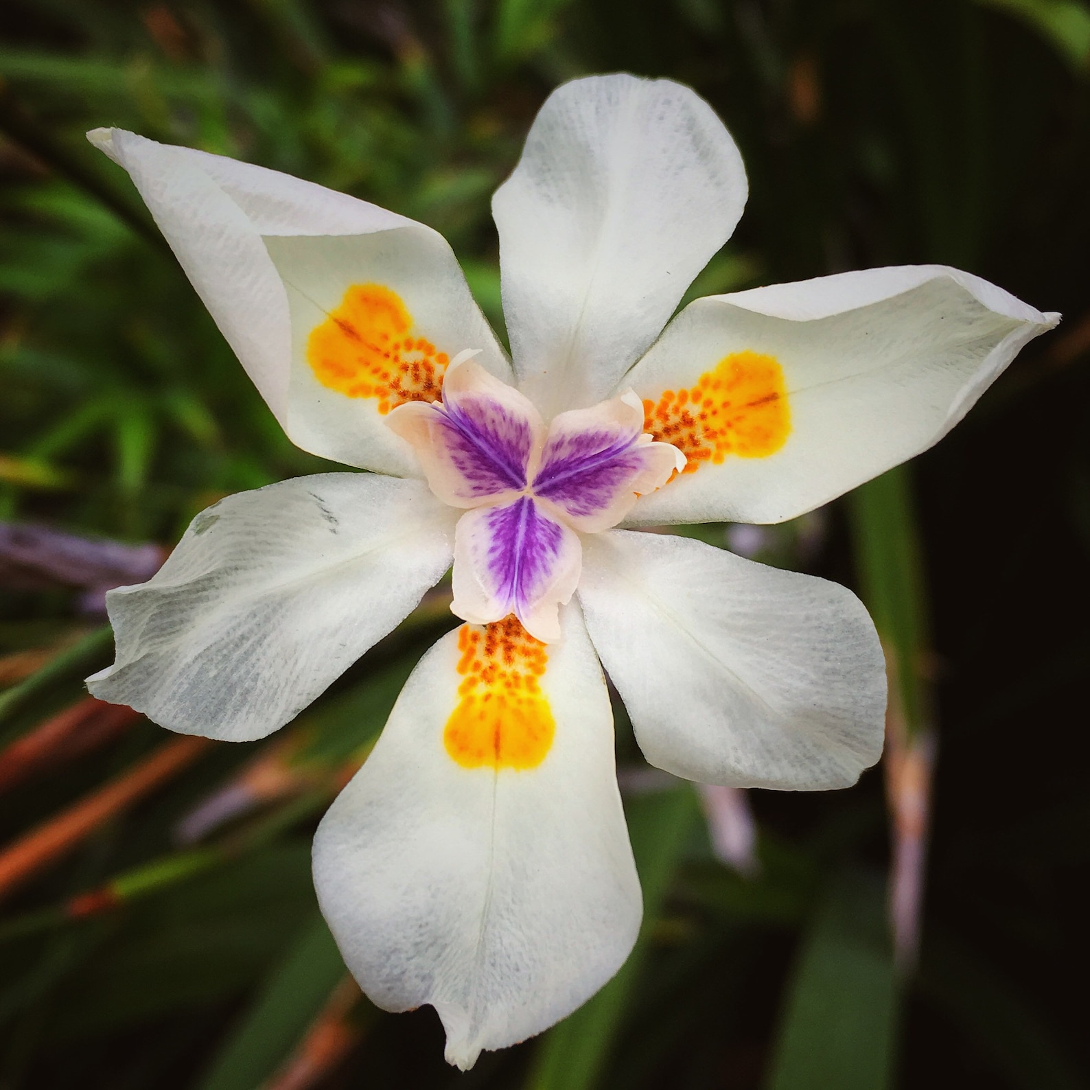 White Purple Flower Yellow Flower Flora
