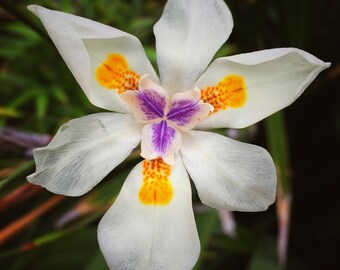 White Purple Flower| Yellow Flower Flora | Abstract Closeup Macro | Nature Photography | Fine Art | Hotel Decor | Restaurant Decor