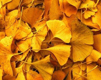 Könnte beinhalten: Nahaufnahme eines Stapels gelber Ginkgoblätter. Die Blätter sind in einem zufälligen Muster angeordnet und einige haben Wassertropfen.
