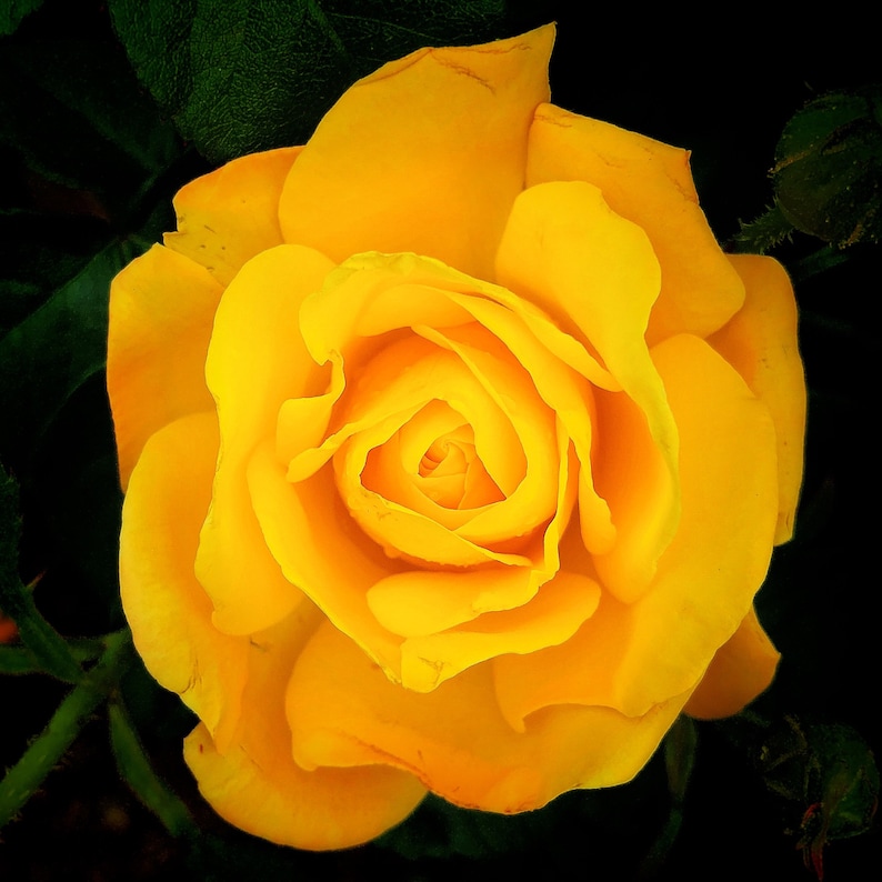 Yellow Rose Texas Flower Flora Closeup Macro Abstract Nature