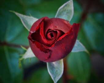 Rosebud | Rote Rose | Blumen flora | Nahaufnahme Makro | Naturfotografie | Fine Art | Hotel Dekor | Restaurant Dekor