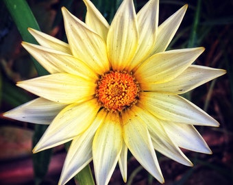 Sternblume | Flora Gelb Orange | Nahaufnahme Makro | Naturfotografie | Fine Art | Hotel Dekor | Restaurant Dekor