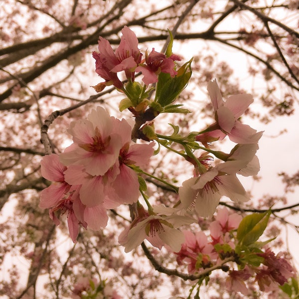 Primavera | Blossoms Flowers Flora | Closeup Macro | Abstract | Nature Photography | Fine Art | Hotel Decor | Restaurant Decor