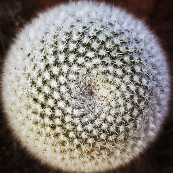Cactus Closeup | Abstract | Restaurant Decor | Fine Art Nature Photography | Botanical | Canvas Art | Desert | Hotel Decor