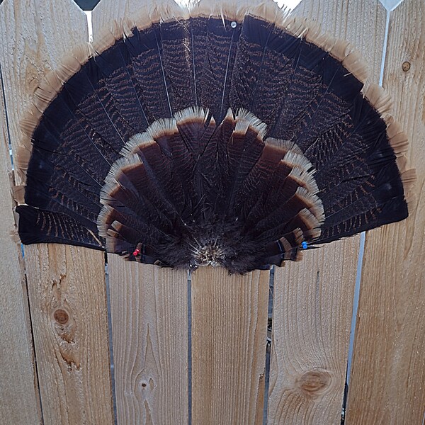 Turkey Fan Mount Etsy