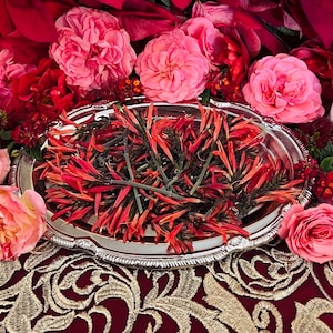 AUTHENTIC Chuparrosa! Wildcrafted + Love + Abundance + Luck + Chuparosa + Flowers & Leaves + Limited Supply + Short Grow Season + Colibrí