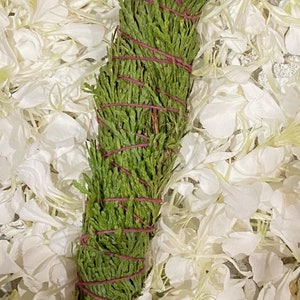 FRESH Wildcrafted Cedar Bundle with Natural Hemp Twine