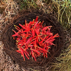 AUTHENTIC Chuparosa Flowers! Wildcrafted + Love + Abundance + Luck + Friendship + Chuparrosa +  Limited Supply + Short Grow Season + Colibrí