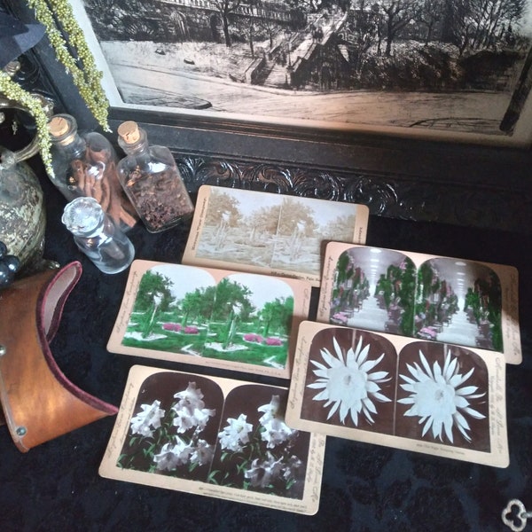 Antique Stereoscope Photo Cards / Stereo Viewer Photographs / Botanical Landscape Photographs / Victorian era 3D Photograph / Oddity