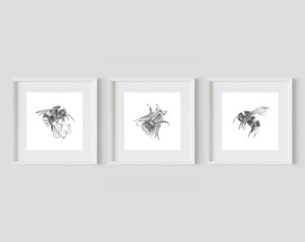 Three Mini bumble bee prints, British Bumble bee prints, bumble bee nursery prints, bee lover gift, grey bees prints, nature print, insect