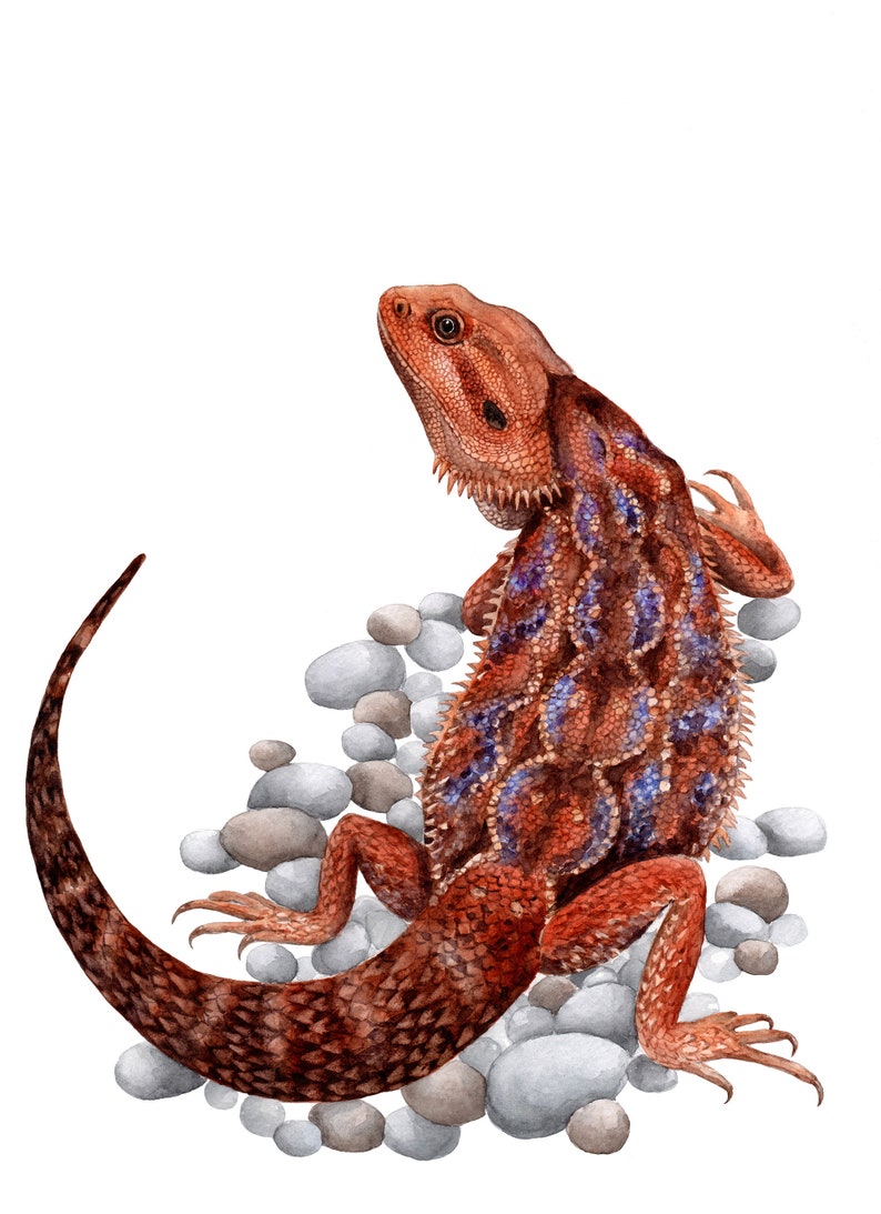 Bearded dragon decor Reptile illustration Lizard wall decor | Etsy