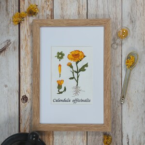 May include: A framed botanical illustration of Calendula officinalis, also known as pot marigold, with a white background and the scientific name printed below the image.