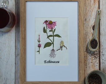 Stickdatei Botanische Zeichnung Echinacea 13x18 cm