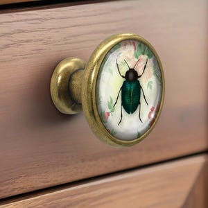 Beetle - Drawer Knobs Pulls Handles Dome Cabochon Knob Handmade Knob Drawer Knob Dresser Pull Knobs Handles Cabinet Pull Hardware