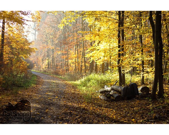 Autumn Forest Path Nature Photography Landscape Print Etsy