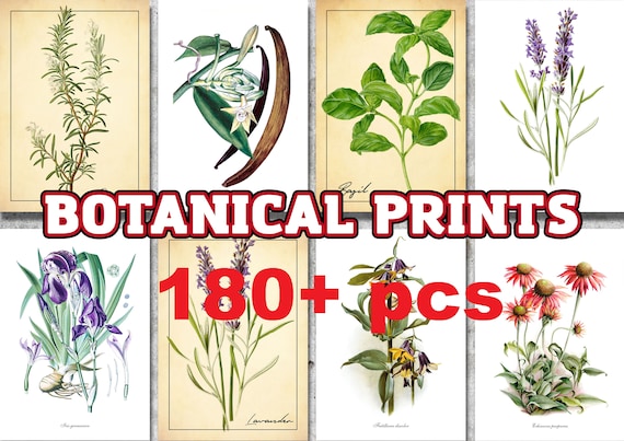 Botanical Print Set of 180 Pcs Botanical Prints Botanical | Etsy