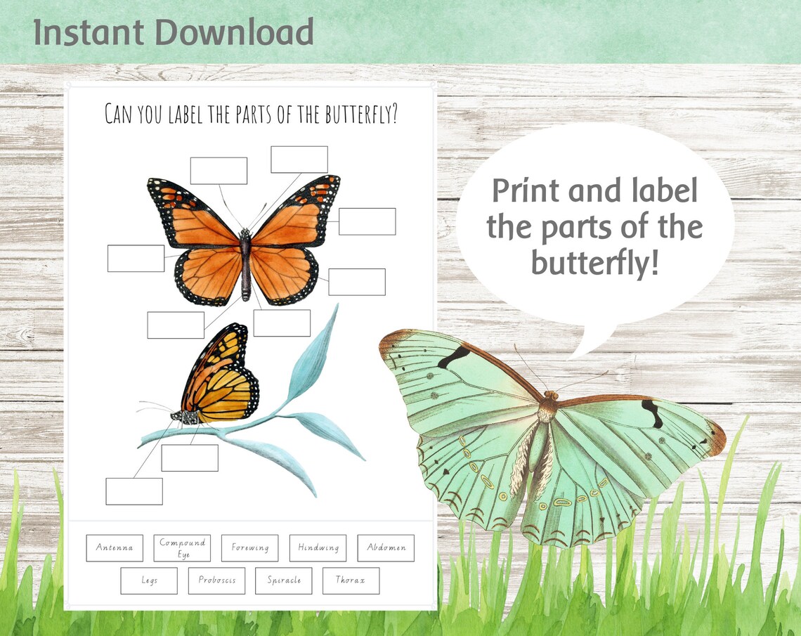 Label the Parts of the Butterfly Printable Worksheet Nature Etsy