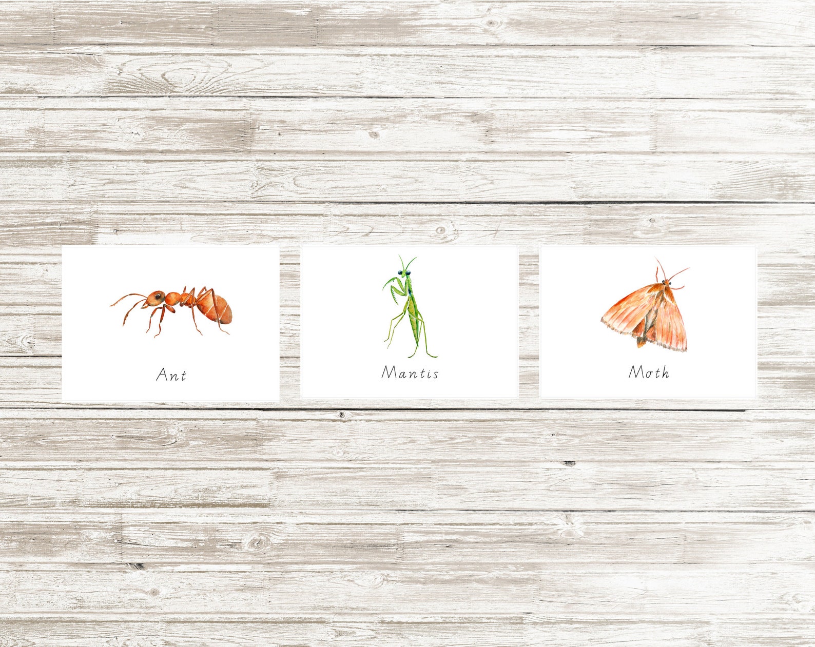 12 Insect Flash Cards Printable Digital Download | Etsy
