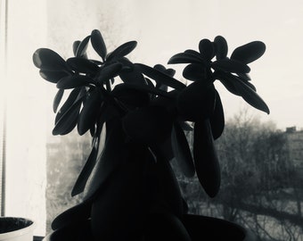 Money Tree Art Etsy - money tree