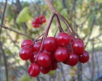CRANBERRY Vaccinium Macrocarpon 50,100 SEEDS
