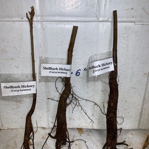 Shellbark Hickory Carya laciniosa tree plant , 6-12 tall. image 5