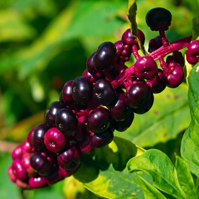 1 Starter Plant/root of Pokeberry or Pokeweed (phytolacca Americana) - Etsy