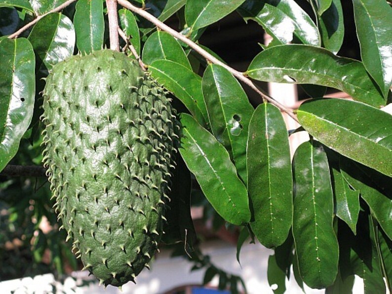 Guanabana 1 year old plant in pot with soil 46 inches