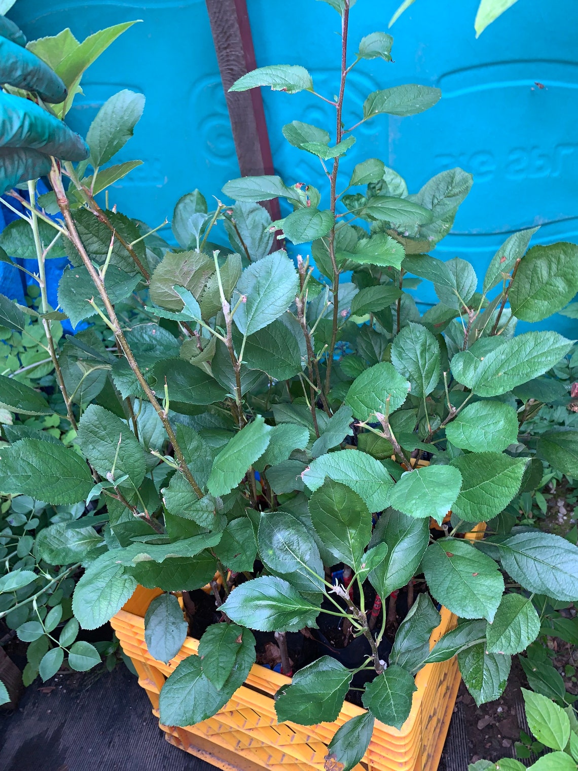 Mt. Rose apple tree grafted roots wrapped in wet media Etsy