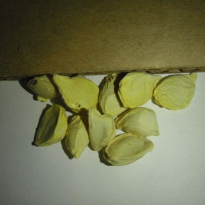 fresh collected from the fruit 10 Grapefruit seeds fresh collected from the fruit 10 Grapefruit seeds