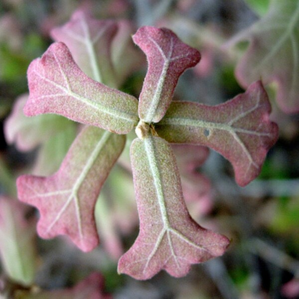 Carvalho Blackjack - Quercus marilandica, 1-2 anos, 8-12 polegadas
