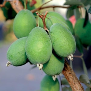 May include: Close-up of a cluster of green feijoa fruit hanging from a branch. The fruit is oval-shaped and has a smooth, green skin.