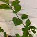 Wild Male Che Tree 1-2 Year Old Plant, Cudrania Tricuspidata - Etsy
