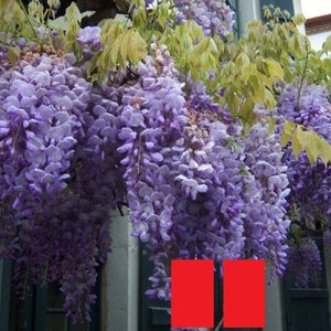 May include: A close-up of a wisteria vine with purple flowers cascading down a wall. The flowers are in full bloom and create a beautiful display of color.