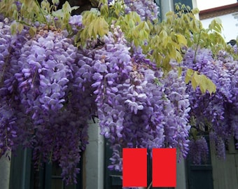 Wisteria frutescens 'Amethyst Falls', roślina szczepiona 1 rok temu