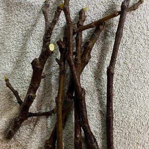 6 Fresh Cuttings White Marseilles Fig tree 6 inches long each for rooting