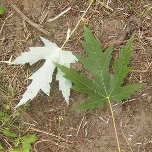 May include: Two maple leaves, one green and one white, on a brown and tan background of dirt and pine needles.