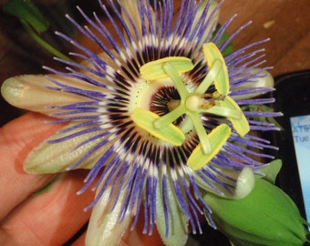 Passiflora Caerulea 15 cuttings, Blue Passion flower vine, 6-8 inches long each