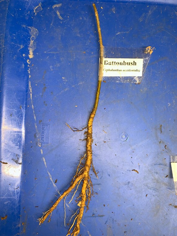 Cottonwood Tree 23 Year Old Bare Root Plant Populus Etsy