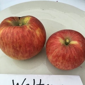 May include: Two red apples with a red and yellow striped pattern on a white plate. The text "Waltana" is written on a white card below the apples.