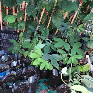 Amethyst passiflora passion flower well rooted plant, sent with soil image 3